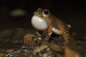 日本樹蛙  南極熊的生態記57
