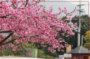 Schokolade 巧克力雲莊賞櫻~