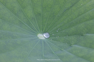 白河雨荷+蓮