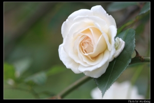 2008士林官邸玫瑰季(圖多)