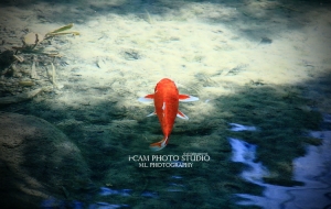 SNAP SHOT [ 年年有"魚"]