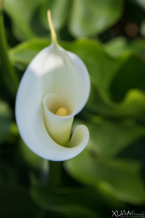 竹子湖-海芋季前