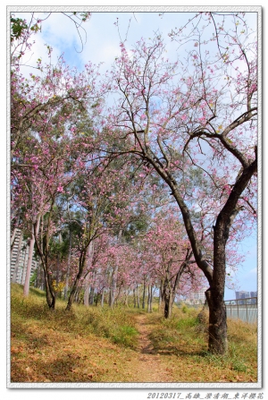 20120317_高雄_澄清湖_南洋櫻花