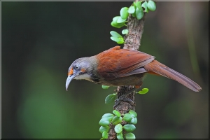 久違了!!!大彎兄