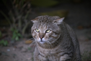 55-250mm 打了鸟，再打猫~ XD