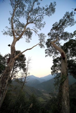 內灣薰衣草森林