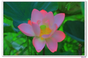 屏東舊鐵荷花開