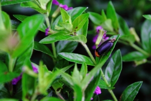 若蘭山莊螢火蟲