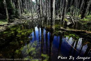 遺忘~夢幻   忘憂森林