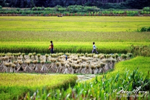 【鸿摄】云南大理风光