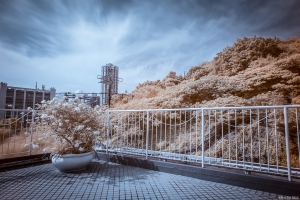 求教(有圖)紅外線攝影中的白平衡設定