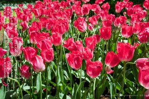 荷蘭。比利時。德國