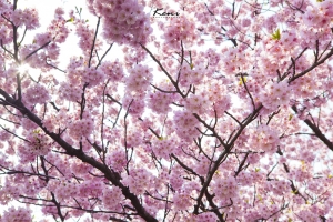 東京 ‧ 桜爛漫