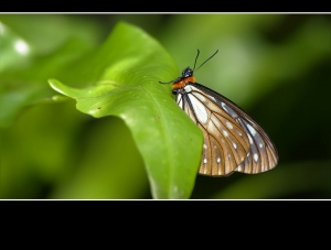 五寶=(黃領蛺蝶)=