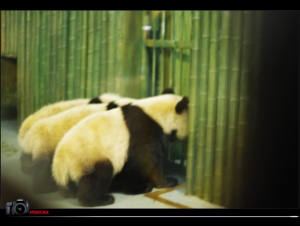 上海expo世博會大熊貓@上海動物園