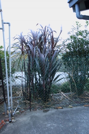 ◇2013/02月家中田園風光◇