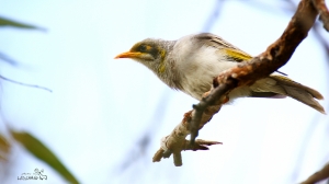拍了幾隻鳥