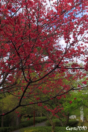 花開了...春天是我最愛的季節..
