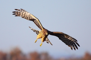 一張流：Northern Harrier