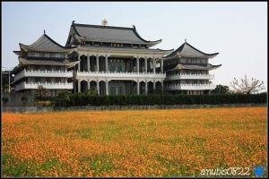 波斯菊