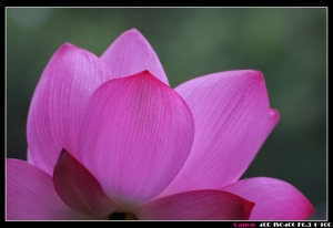 也是荷花+Tamron SP 70-300mm F/4-5.6 Di VC USD測試
