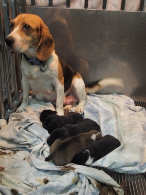 健康可愛的米格魯