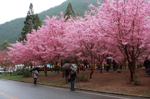 武陵 瘋櫻花