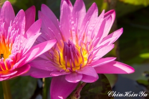 舅舅家的蓮花 2013-02-14拍