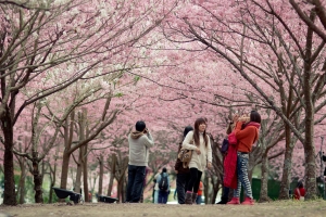 2012 人不會很多的武陵瘋櫻花(上)