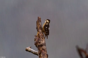 雨絲版的小啄木