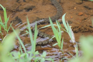 生態保護區的蛇