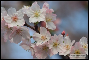 2008 淡水天元宮櫻花--花見吉野櫻