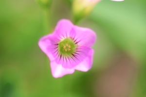植物園的花朵.....