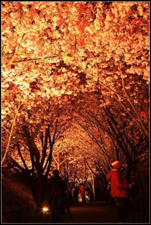 武陵櫻花戀--爆肝遊記