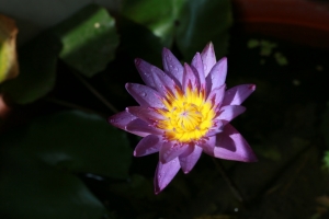 都秋天了，蓮花還是繼續開