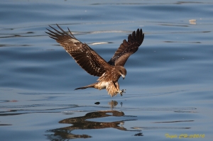 基隆的黑鳶