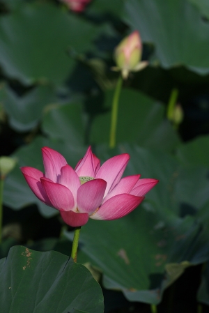荷 … by DW