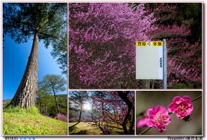 2012武陵、武嶺~初春遊《上》