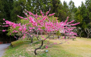 梅峰農場-春之饗宴 Part I