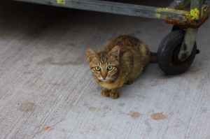 WOW 沒下雨 快出門拍照 高雄 忠烈祠