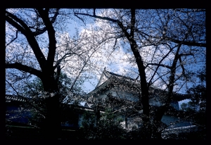 MINOLTA TC-1+FUJIFILM RDP3正片隨手拍