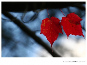 福壽山之楓葉掉光光