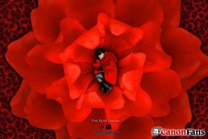 The Rose Dream