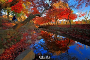 日本賞楓【秋瑟楓映】藍色紅色黃色好美～