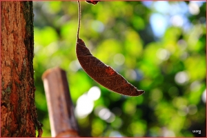 台中Wang~~東勢林場續~細微處。見林見樹也見葉。晴。