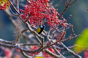雪山行之青背山雀