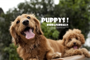 Puppys KIDD & FURBALLS