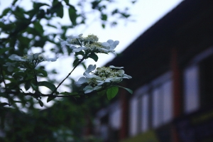 重貼"聚八仙"琼花