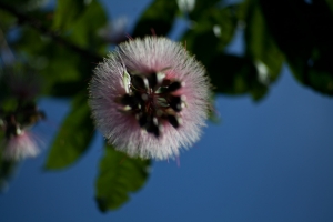 夜趴女郎花~~穗花棋盤腳