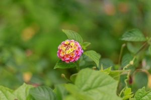 路邊的野花不要採